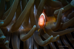 Amphiprion frenatus (juvenile) by Julian Hsu 